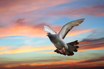 Image showing pigeon flying over beautiful sunset sky