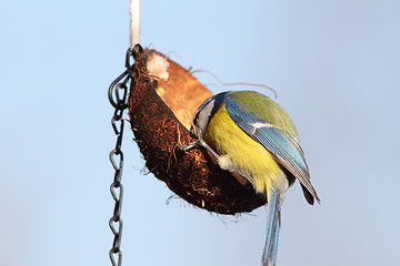 Image showing hungry blue tit feeding on lard coconut