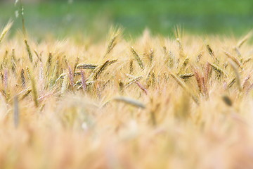 Image showing wheat field in summer
