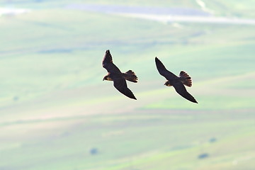 Image showing two peregrine falcons flying together