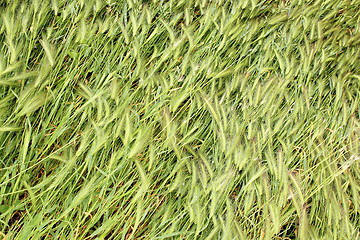 Image showing grass fallen down after storm