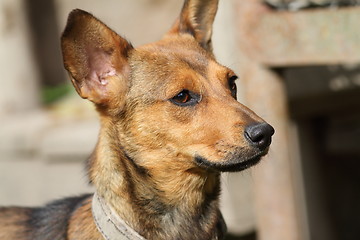 Image showing portrait of little puppy