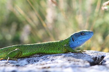 Image showing beautiful colored male green lizard