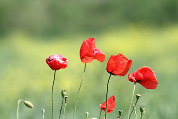 Image showing group of wild poppies