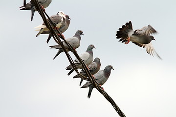 Image showing flock of pigeons on electric wire