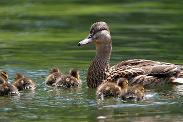 Image showing mother duck with ducklings on lake