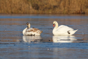 Image showing adult and juvenile swans on ice