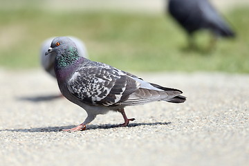 Image showing feral pigeon on the park