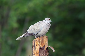 Image showing eurasian collared dove standing on stump