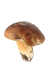 Image showing eatable mushroom on white background