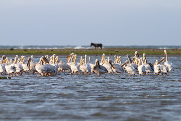 Image showing pelicans in shallow water