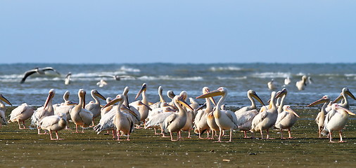 Image showing great pelican colony at Meleaua