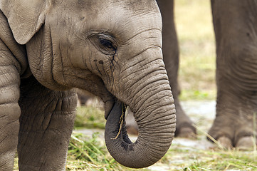 Image showing Young elephant