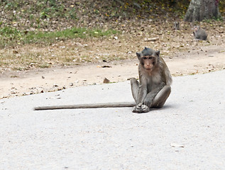 Image showing Monkey