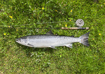 Image showing Large salmon just caught