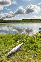 Image showing Large salmon just caught