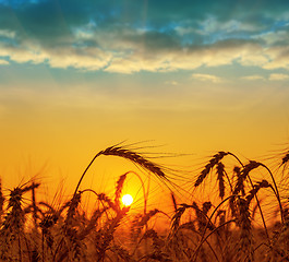 Image showing field with harvest at sunset