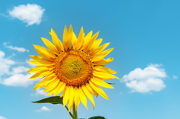 Image showing golden sunflower and blue sky as background