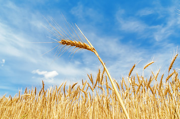 Image showing ear of wheat on field. soft focus