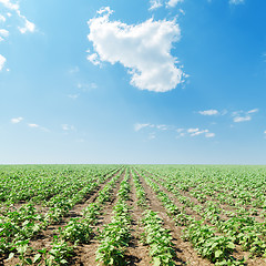 Image showing cloud in blue sky over field with green sunflowers