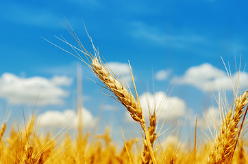 Image showing golden barley on field under blue sky