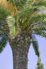 Image showing Palm tree