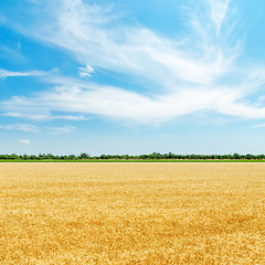 Image showing golden field with harvest under clouds in blue sky