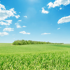 Image showing green grass field and blue sky
