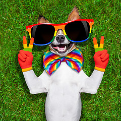 Image showing very funny gay  dog