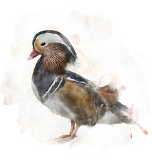 Image showing Watercolor Image Of A Mandarin Duck