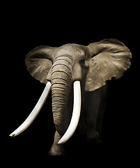 Image showing African Elephant 