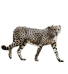 Image showing Watercolor Image Of Cheetah