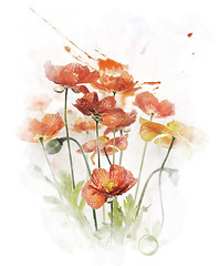 Image showing Watercolor Image Of  Red Poppy Flowers