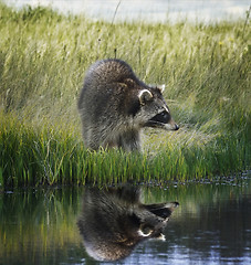 Image showing Raccoon  On Grassy Bank 