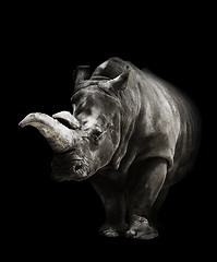 Image showing Rhinoceros On Black Background 