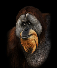 Image showing Orangutan Portrait 