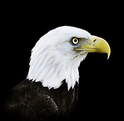 Image showing Portrait Of Bald Eagle