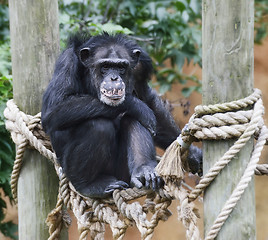 Image showing Chimpanzee