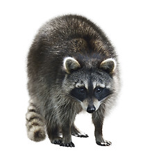 Image showing Raccoon