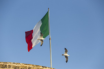 Image showing Seagulls flying near Italian flag