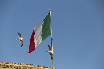 Image showing Seagulls flying near Italian flag