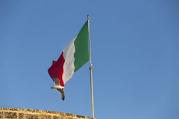 Image showing Seagulls flying near Italian flag