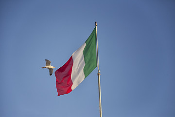 Image showing Seagulls flying near Italian flag