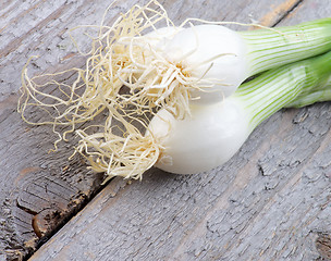 Image showing Spring Onion