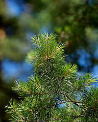 Image showing Pine Tree