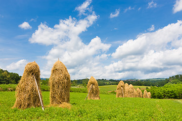 Image showing Traditional hay stacks on the field.