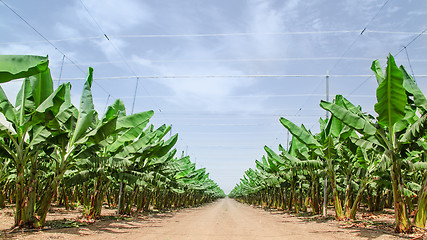 Image showing Road stretches to the horizon in palm orchard