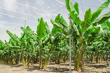 Image showing Banana palm trees rows on cultivated fruit orchard