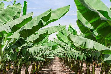 Image showing Lush leafage of banana palm trees in orchard plantation