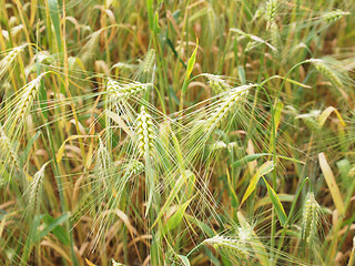 Image showing Barleycorn field